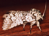 Pseudorethona albicans
